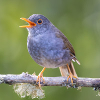 Orange-billed Nightingale-Thrush